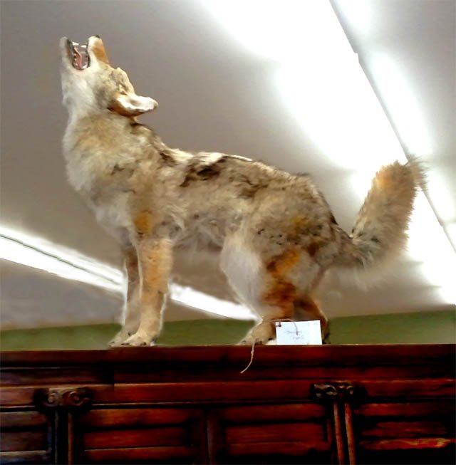 Howl 04/11