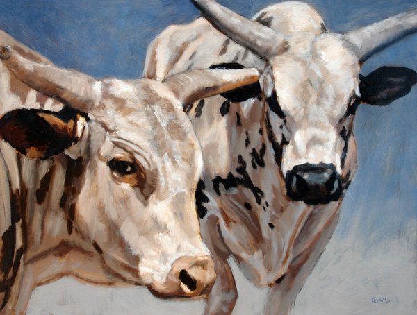 rodeo bulls 