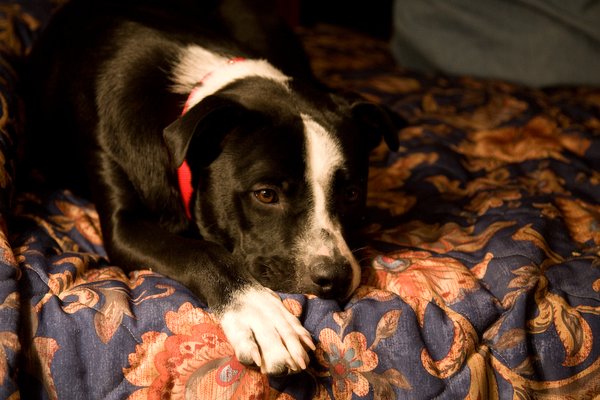 Rocky at rest 2007