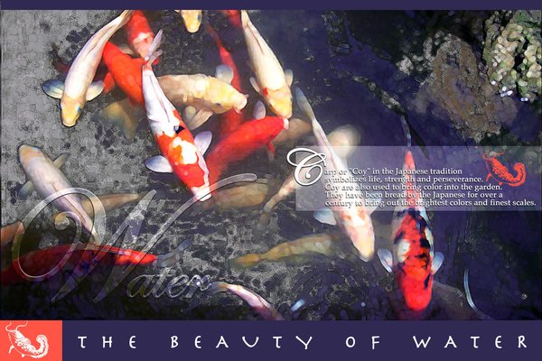 The Beauty of Water DM 2005