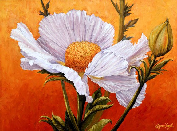 Matilija Poppy 