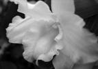 Click to view larger image