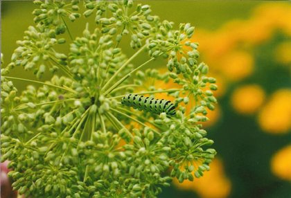 Caterpillar Camouflage