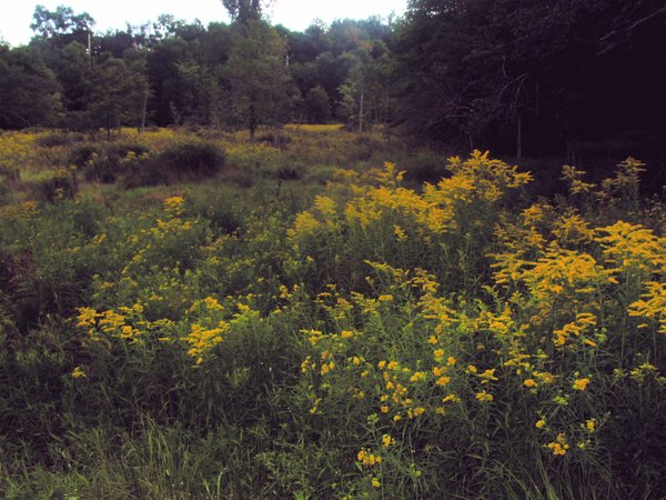Grasas Fields