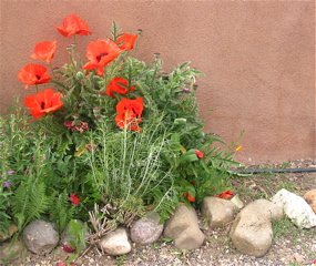 Poppies