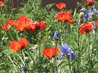 Poppy Field