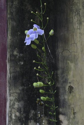 Flower on temple wall Terho Aalto
