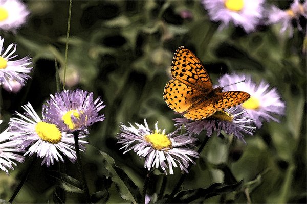 Painted Butterfly Randy Stephens, 2003